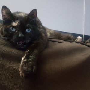Meet your Posher, Callie